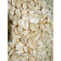 Export-quality Non Gmo White Corn Maize