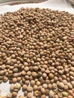 High-quality Pigeon Peas Avilable For Sale