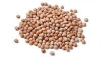 High-quality Pigeon Peas Avilable For Sale