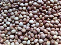 High-quality Pigeon Peas Avilable For Sale