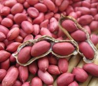 High-protein Natural Peanuts Available For Sale