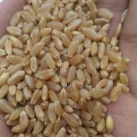 Sun Dried Wheat Grain Containing Whole Wheat Kernels Rich In Nutrients Ideal For Export Wholesale Supply From Tanzania