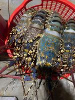 Quality Frozen Lobster  From Philippines