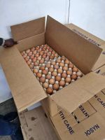 Chicken Eggs Fertile And Table Eating Eggs Available