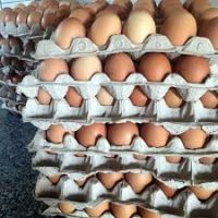 Chicken Eggs Fertile And Table Eating Eggs Available