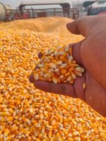 Non Gmo And Gmo Yellow And White Corn / Maize