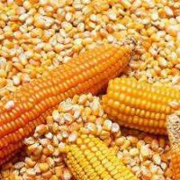 Non Gmo And Gmo Yellow And White Corn / Maize