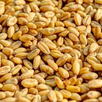 Natural Pure Wheat Dried Grade Grain High Quality Wheat