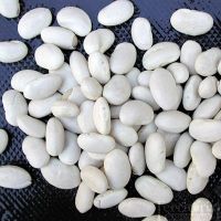 Wholesale White Kidney Beans Large Size White Kidney Beans Export/quality White Kidney Beans