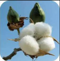 Selling Organic Raw Cotton In Cheap Price 