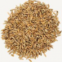 Premium Quality Rye Grain For Sale From Netherlands