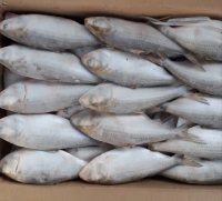 Fresh Fish / Shad Fish For Sale From Netherlands