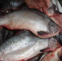 Top Quality Fresh New Salmon Fish Wild Caught with excellent Taste From Netherlands