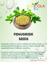 Fenugreek 