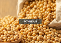 Soybean GMO &amp; NON-GMO