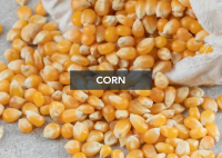 Corn GMO &amp; NON-GMO