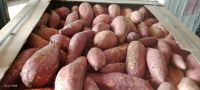 Fresh Sweet Potatoes