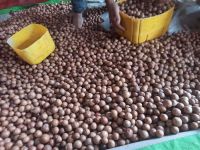 Coffee Beans, Sesame Seeds, Walnuts ,hazel Nuts , Cashew Nuts, Almond Nuts,pistachio Nuts , Macadamia Nuts , Pine Nuts , Pecan Nuts,