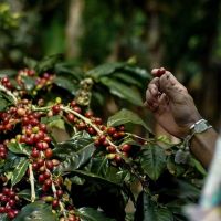 Arabic And Robusta Coffee Beans /kidney Beans 