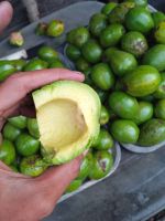 Fresh Lime / Fresh Lemon /fresh Mangoes / Avocados / Fresh Fruits 