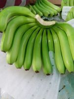 Banana, Cavendish Bananas, Fresh Green Cavendish Bananas