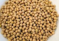 Raw And Dried Soybeans