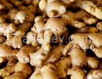 Ginger Fresh Ginger Quality Ginger