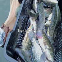 Frozen Tilapia Fish Whole Round With Wholesale Price Offer