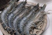 BLACK TIGER SHRIMP - TBES FOOD