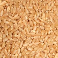  Wheat grain - Wh...