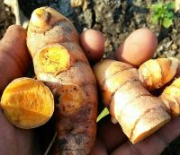 Turmeric