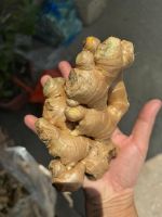 Ginger Root