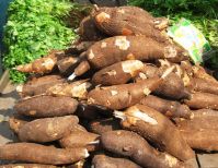 Fresh Cassava Root