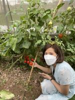 Fresh Tomatoes