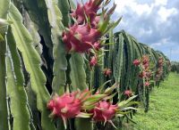 Dragon Fruit