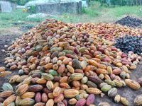 Natural Dry Cocoa Beans from SAO TOME and PRINCIPE