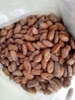 Natural Dry Cocoa Beans from Cameroon