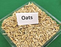 Oats Seed