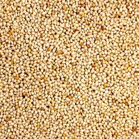 Natural And Organic Millet Seeds