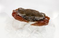 SOFT SHELL CRAB (FROZEN)