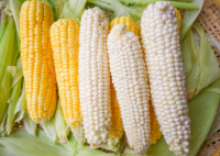 White and Yellow Maize