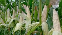 White Maize