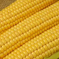 Yellow Maize