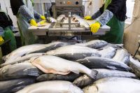 Fresh Salmon Fish From Tanzania