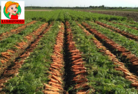 Fresh Carrot/dried Carrot/chinese Carrot