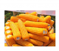 Maize Corn 