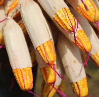 Maize Corn 