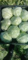 Fresh Cabbages