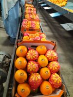 Fresh Oranges