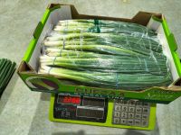 Fresh Green Onion